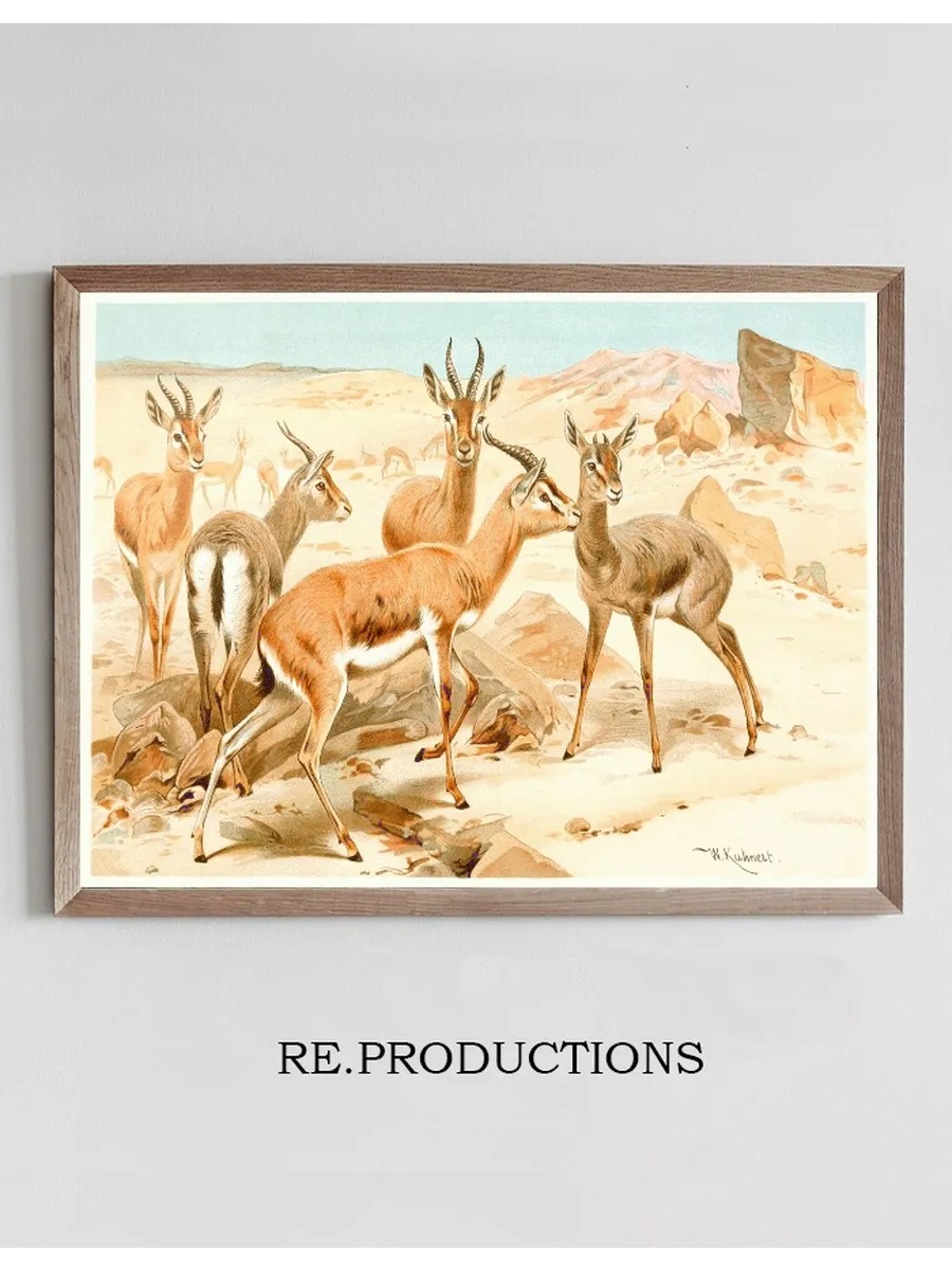 Dorcas Gazelle