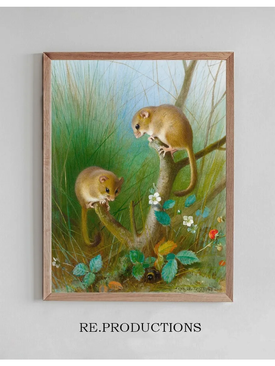 Dormice