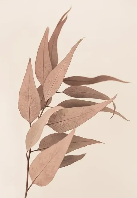Dried Eucalyptus