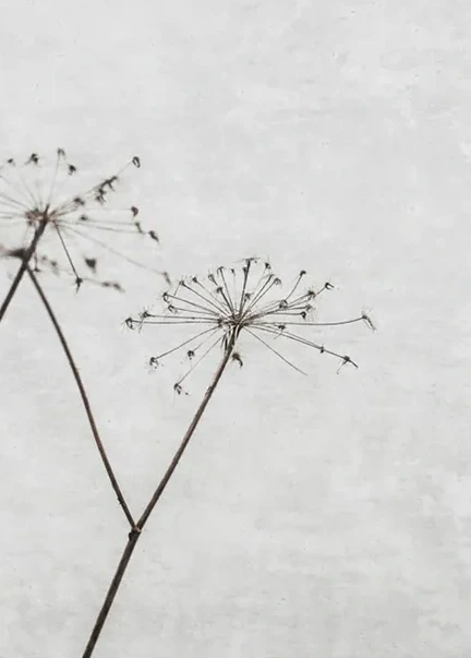Dried Flower 1