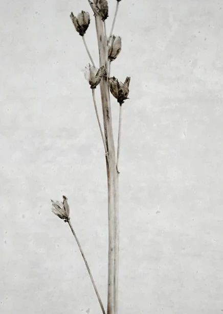 Dried Flower 2