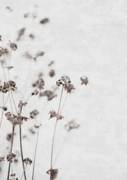 Dried Flower 3
