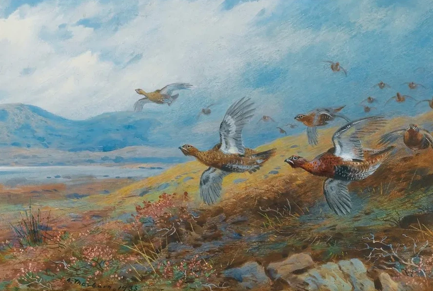 Driven Grouse