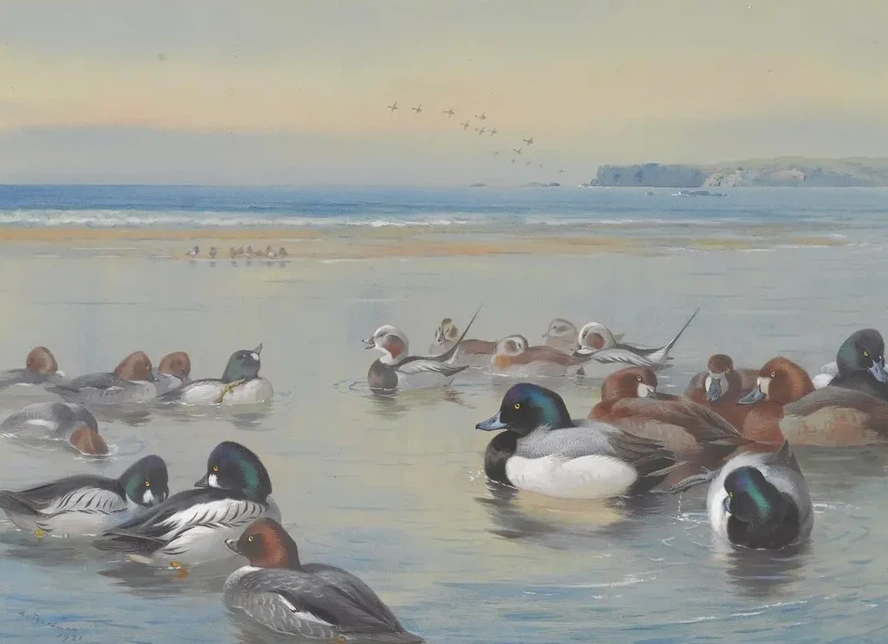 Ducks Along The Shoreline