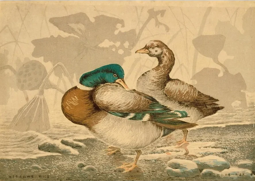 Ducks and Withered Lotus