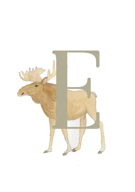 E - Elg