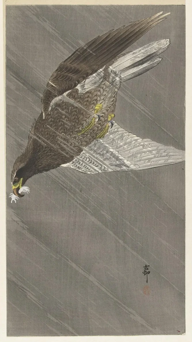 Eagle Flying Down