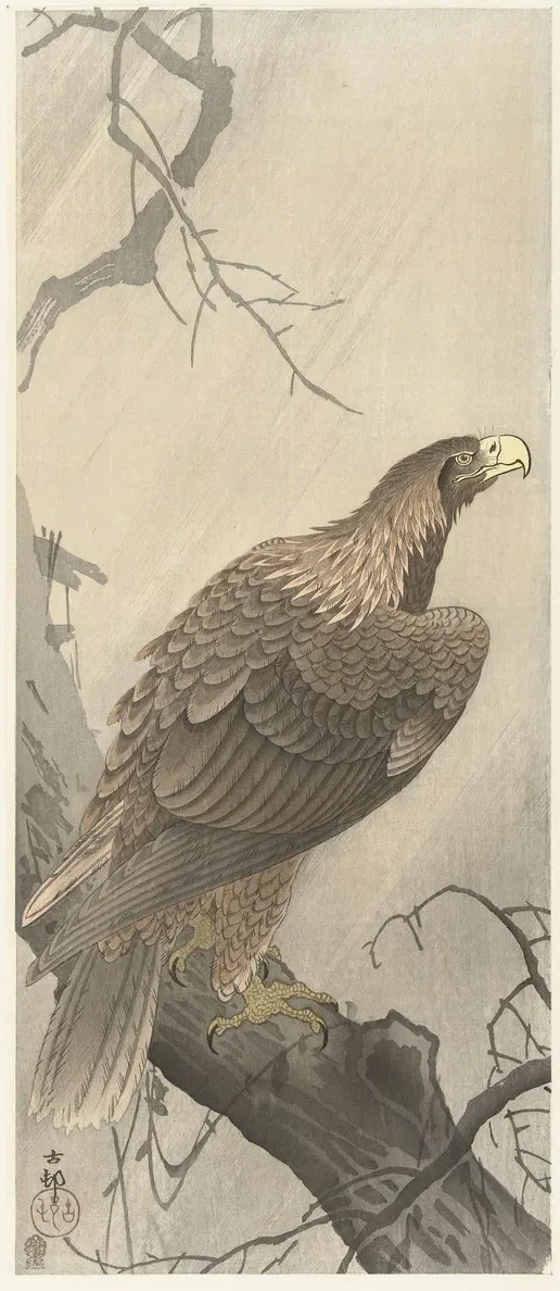 Eagle on Tree Branch
