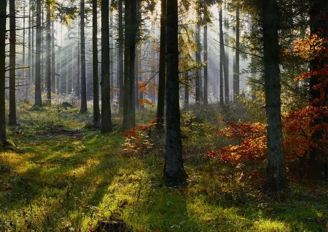Efter r i Rold Skov