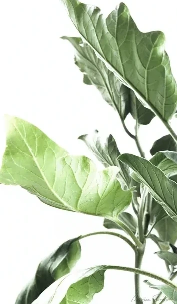 Eggplant