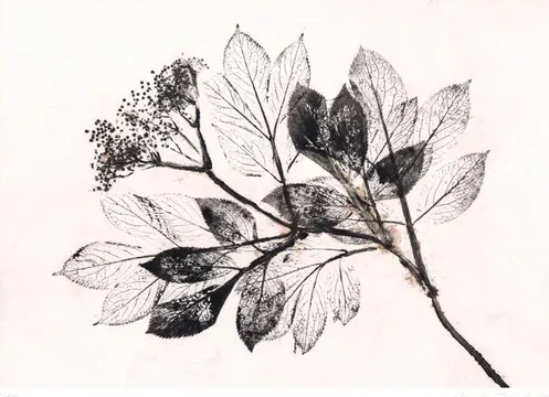 Elder 2 Black White