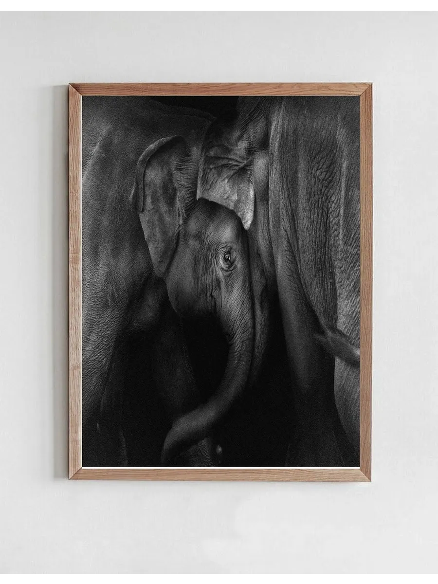 Elephant 2