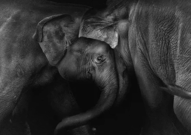 Elephant 2