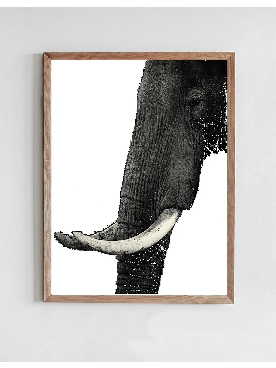 Elephant Profile