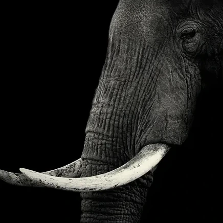 Elephant Profile