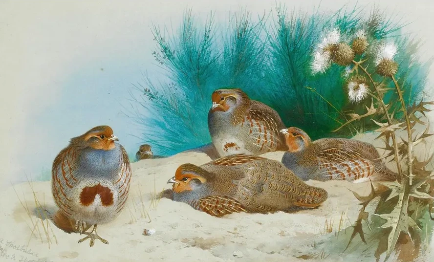 English Partridge With Gorse And Thistles