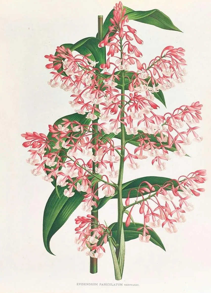 Epidendrum Paniculatum