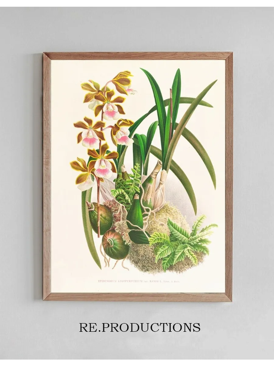 Epidendrum Atropurpureum