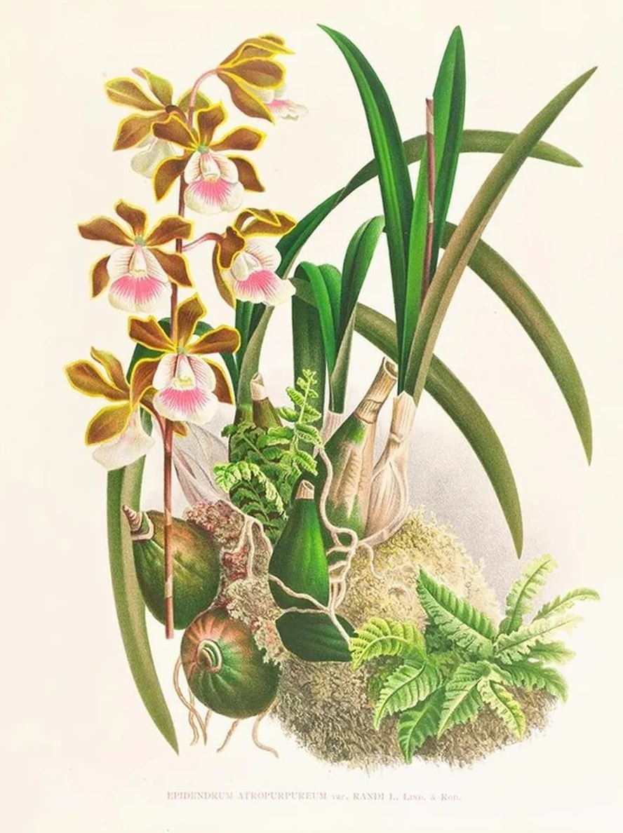 Epidendrum Atropurpureum