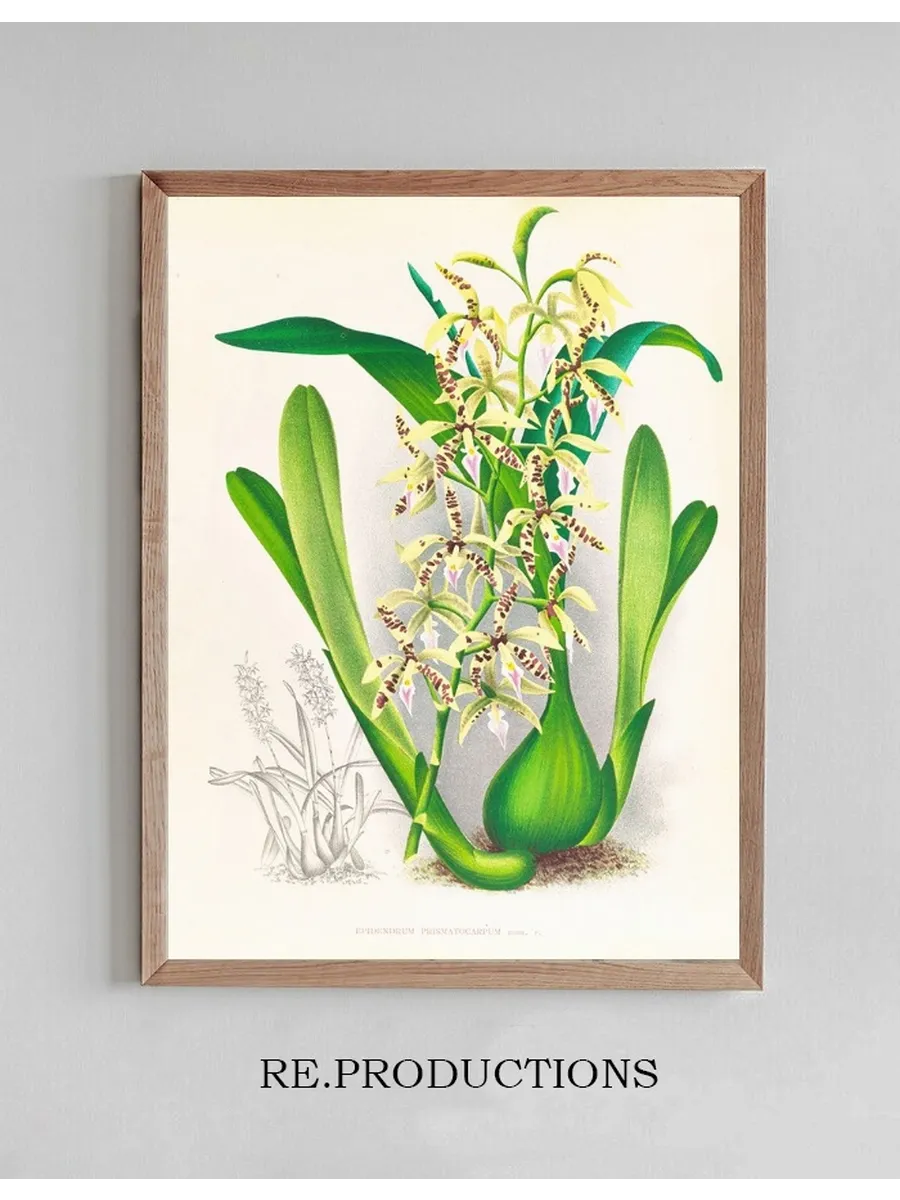 Epidendrum Prismatocarpum