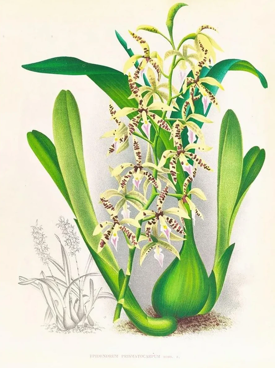 Epidendrum Prismatocarpum