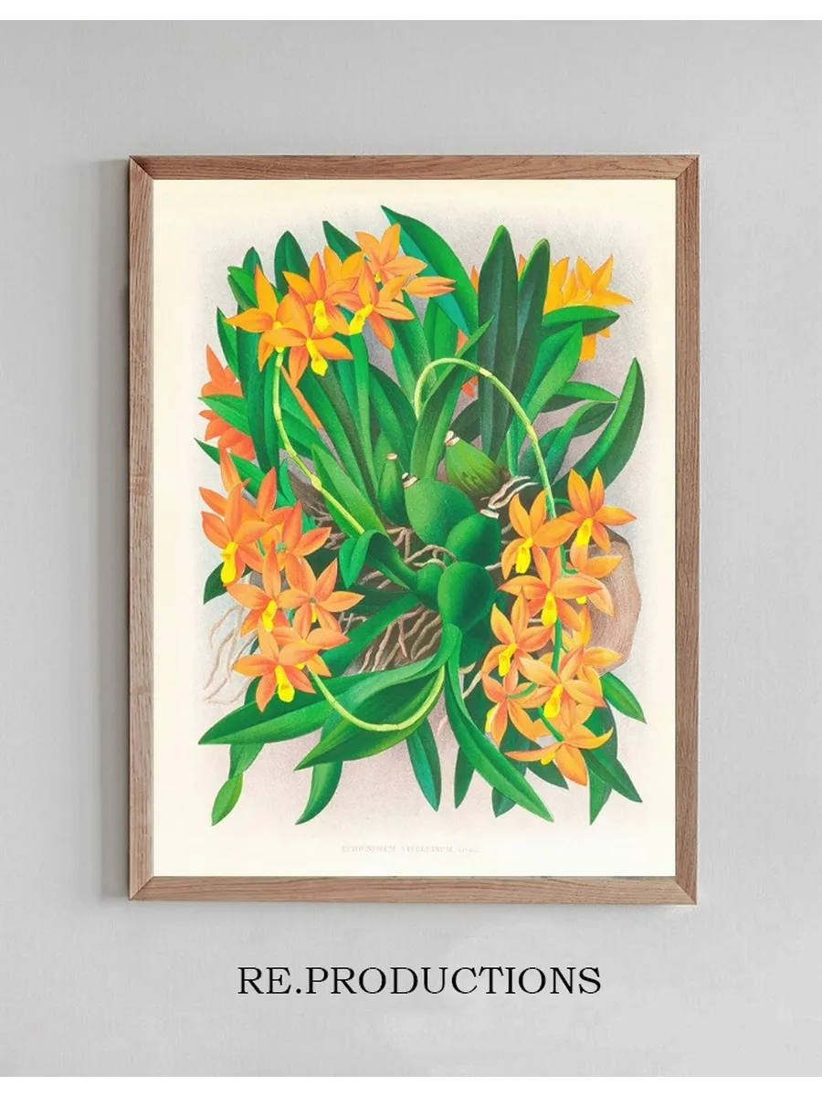 Epidendrum Vitellinum