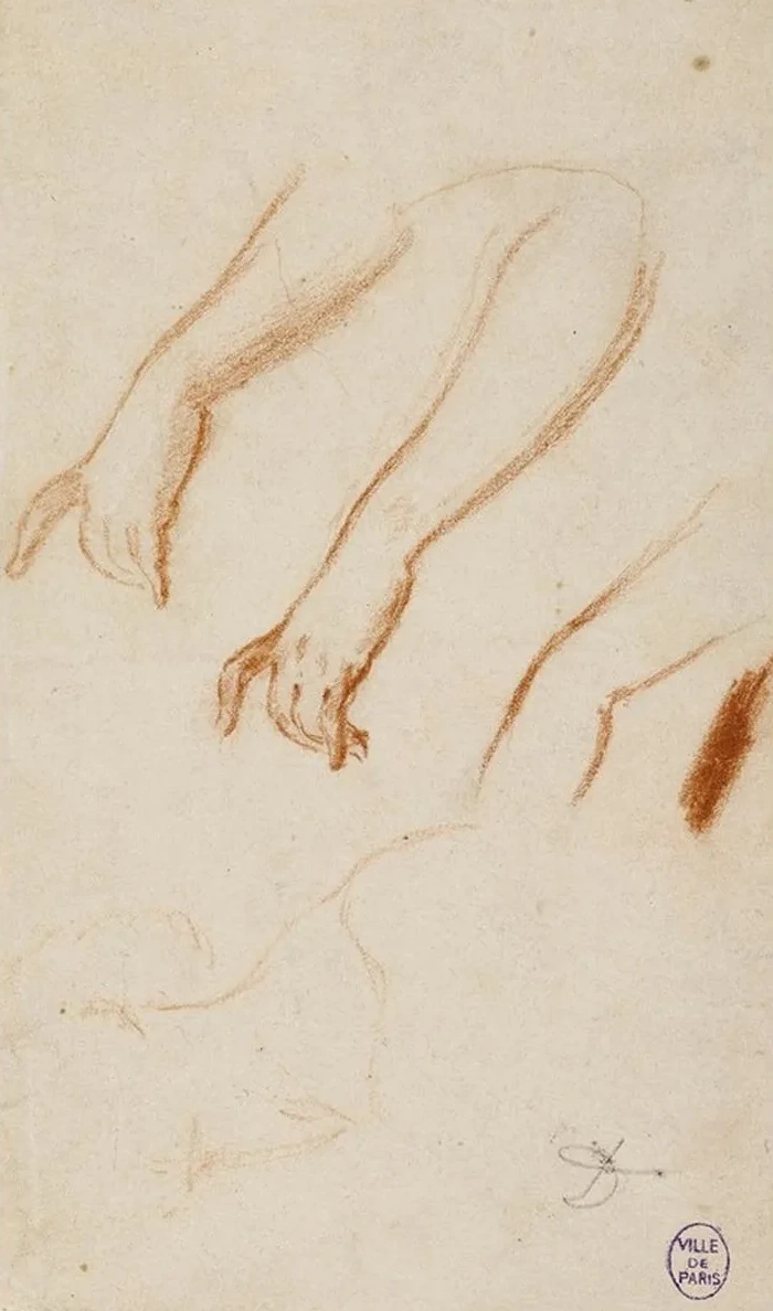 Esquisses D Avant - Bras et D Un Cou