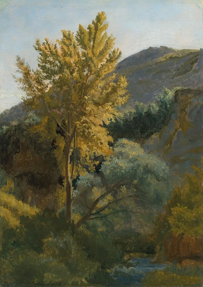 Etude D Arbre Pr's D Un Torrent En Italie