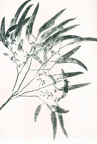 Eucalyptus 2