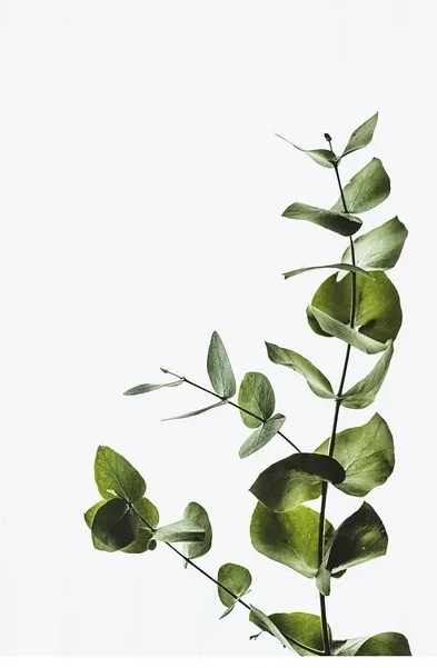 Eucalyptus 2