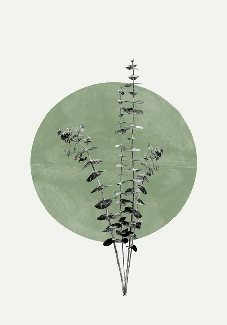 Eucalyptus and Green Moon