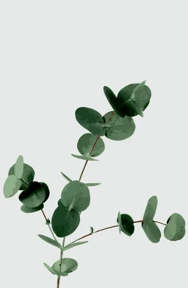 Eucalyptus