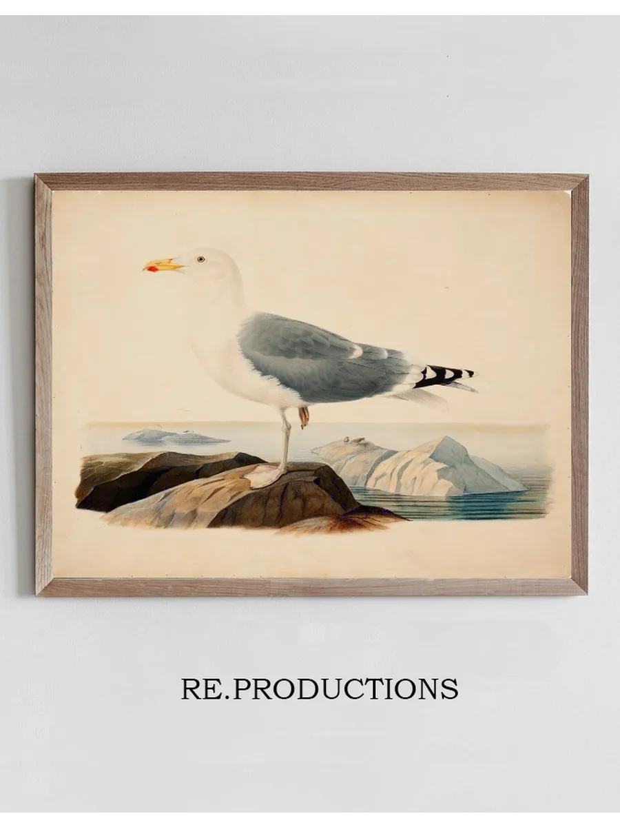 European Herring Gull
