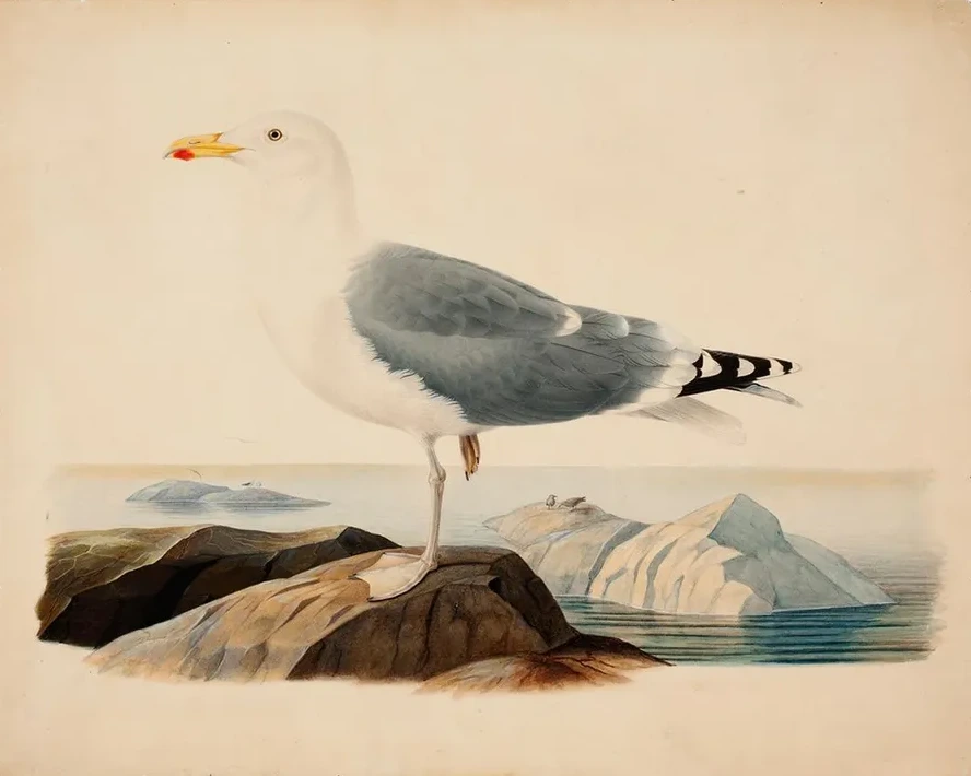 European Herring Gull