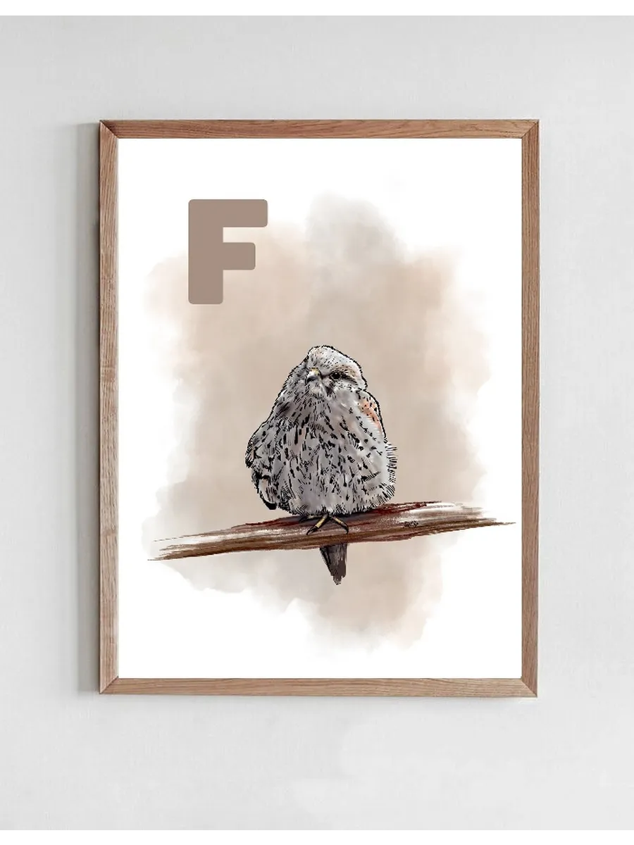 F Grey Falk