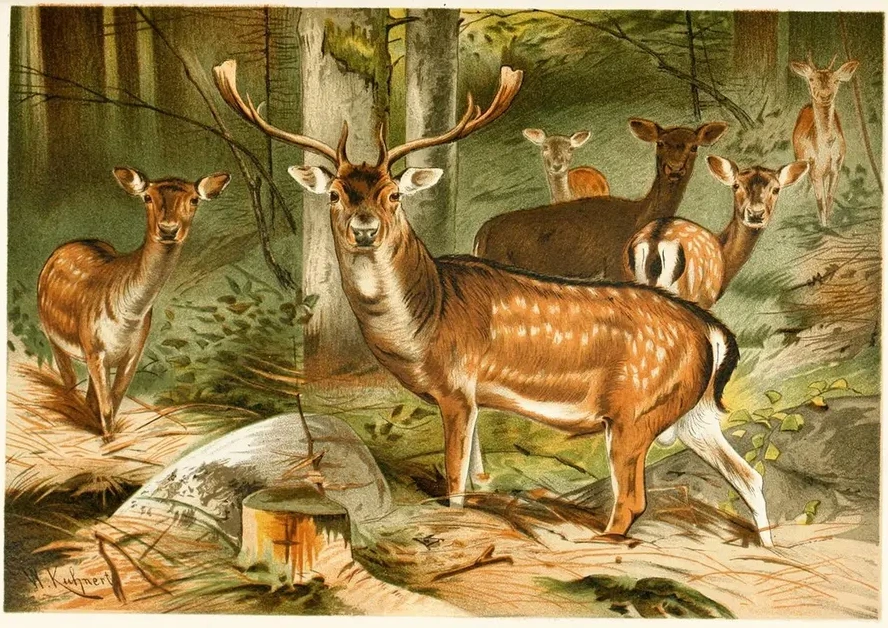 Fallow Deer