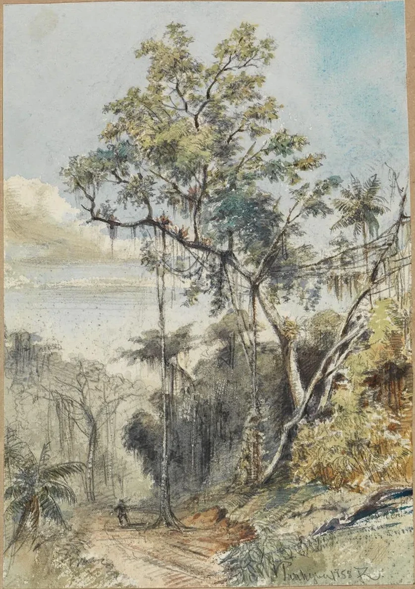 Farbige Baumstudie IM Urwald an Einem Weg
