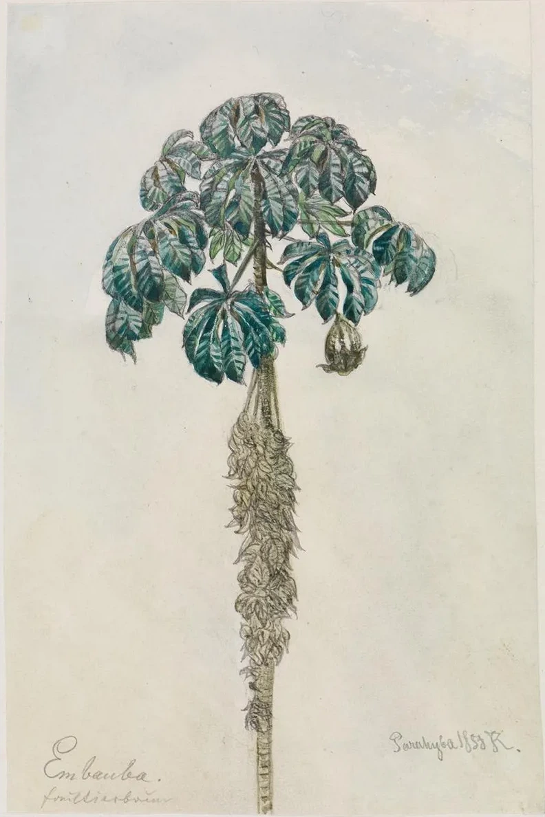 Faultierbaum