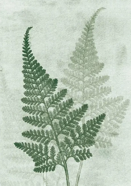 Fern Green