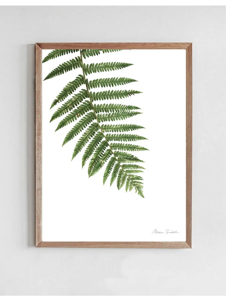 Fern