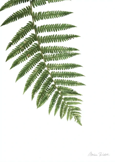 Fern