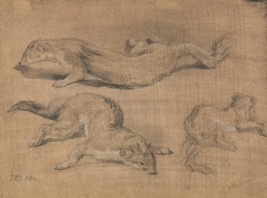 Ferrets