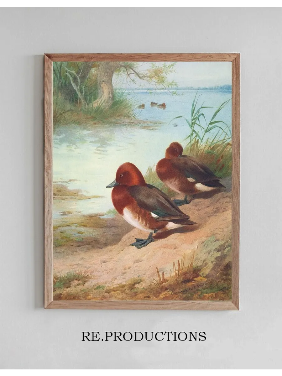 Ferruginous Duck