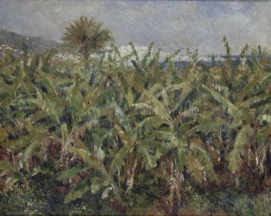 Field of Banana Trees