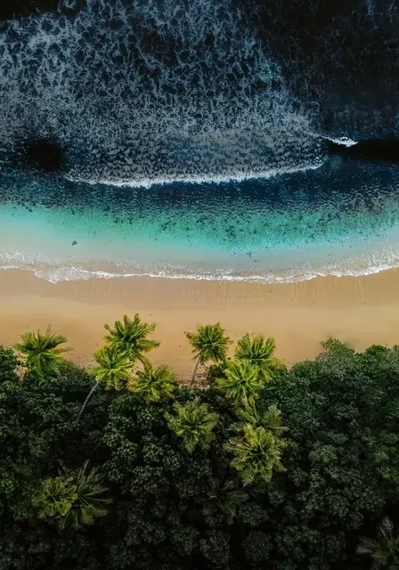 Fijian Palms