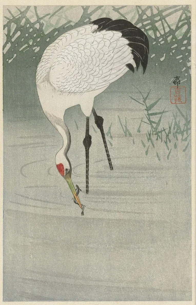 Fishing Crane in Shallow Water