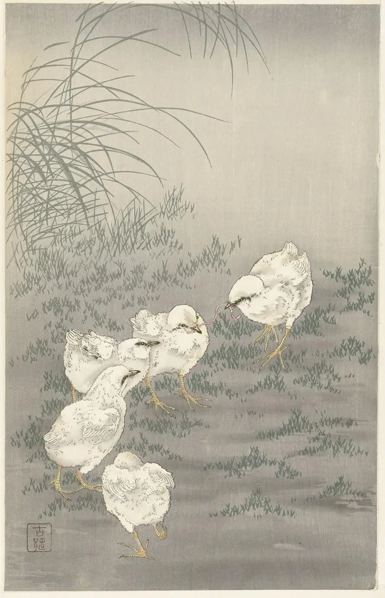 Five Chicks