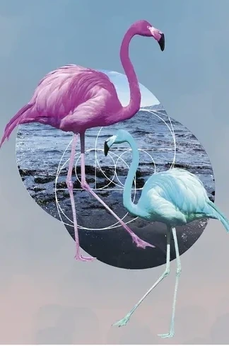 Flamingo