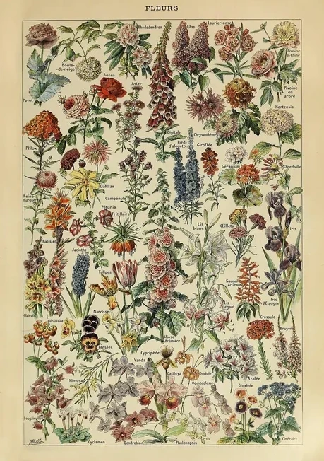 Fleurs