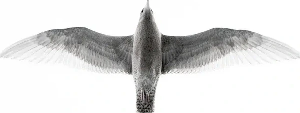 Flight